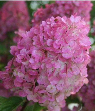 Hortensja bukietowa (Hydrangea paniculata) 